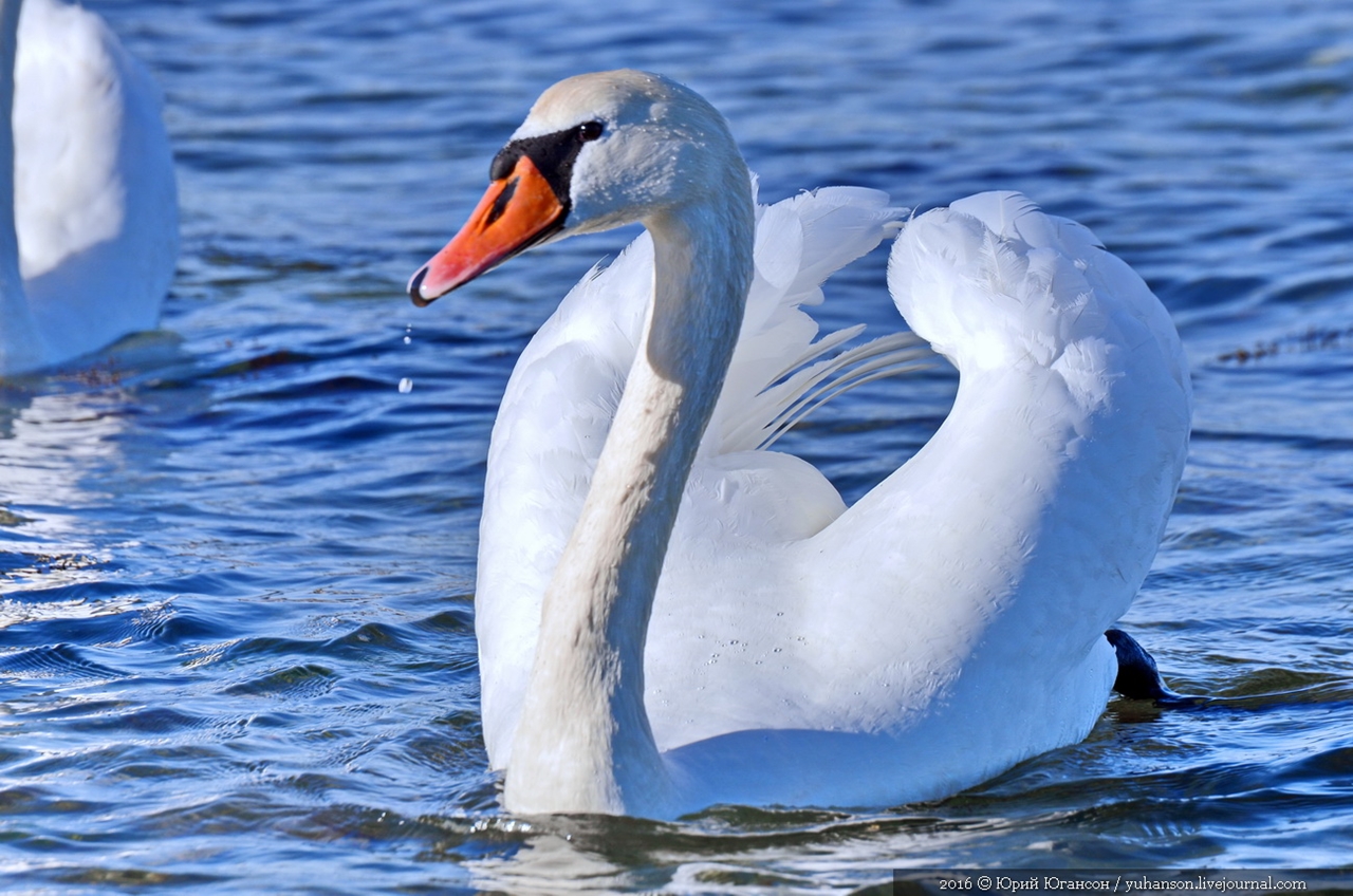 Swan song of Sevastopol 04