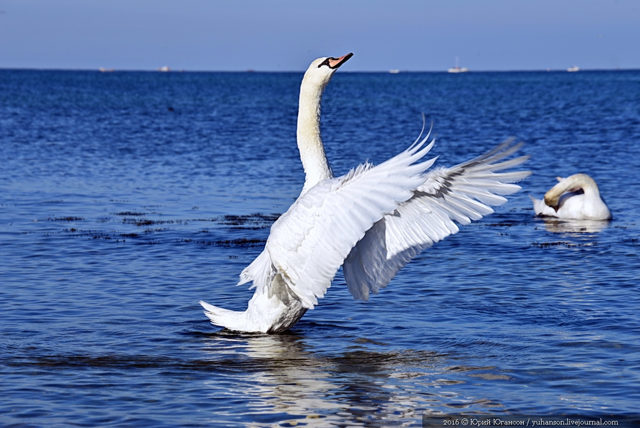 Swan song of Sevastopol 06