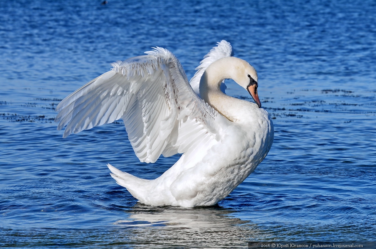Swan song of Sevastopol 07