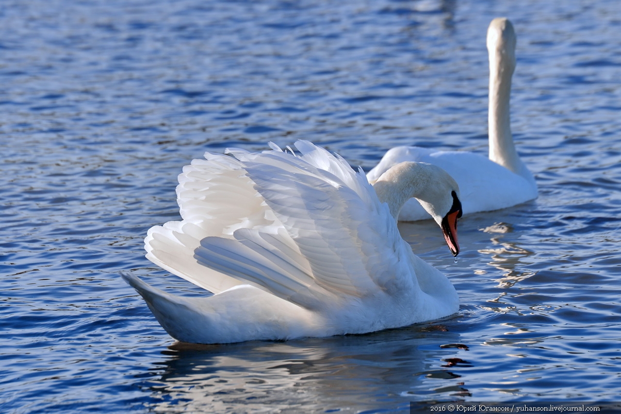 Swan song of Sevastopol 09