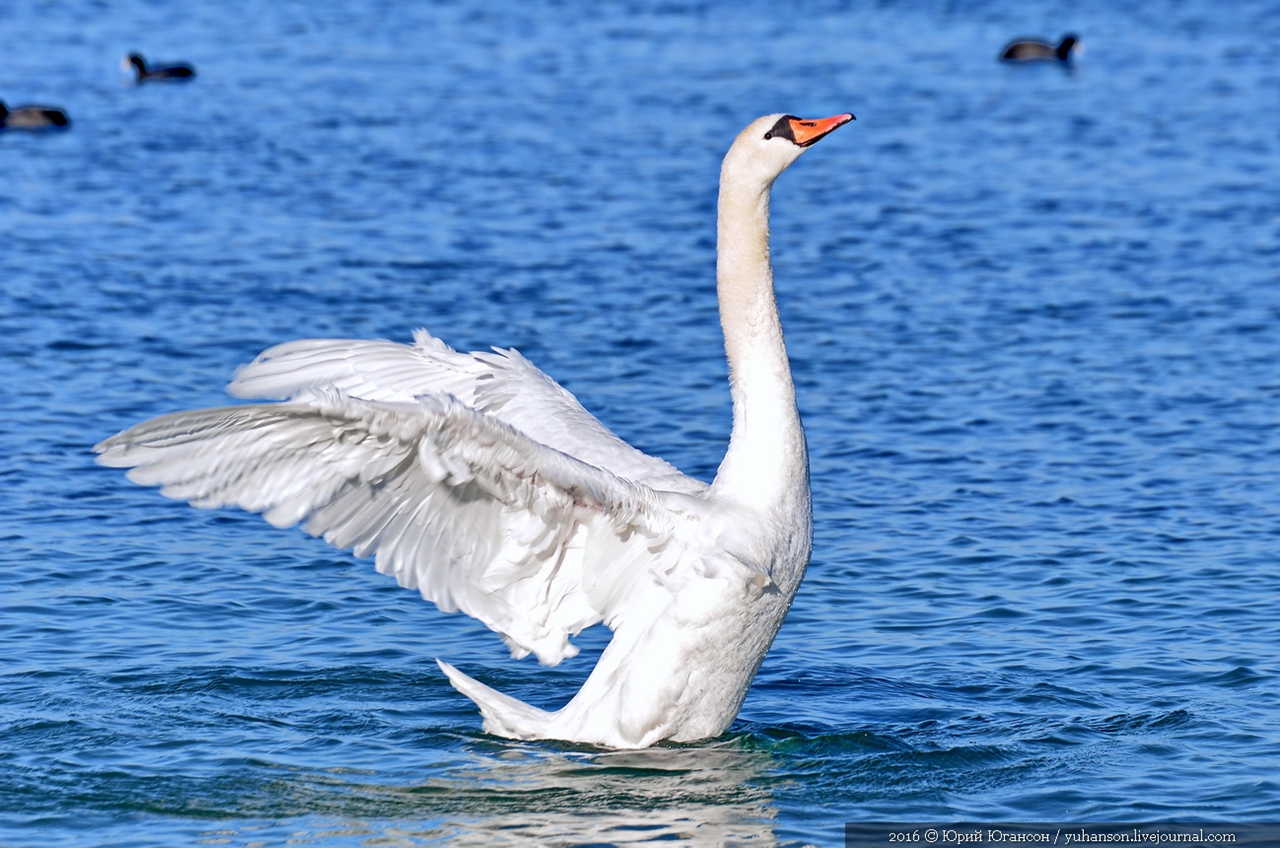 Swan song of Sevastopol 10