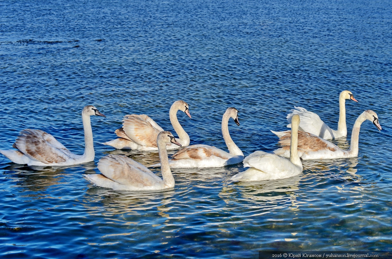Swan song of Sevastopol 13
