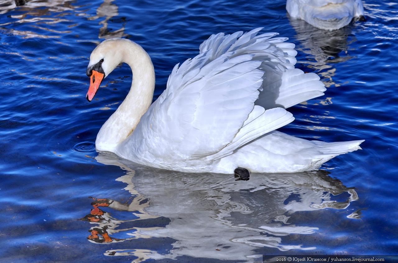 Swan song of Sevastopol 14