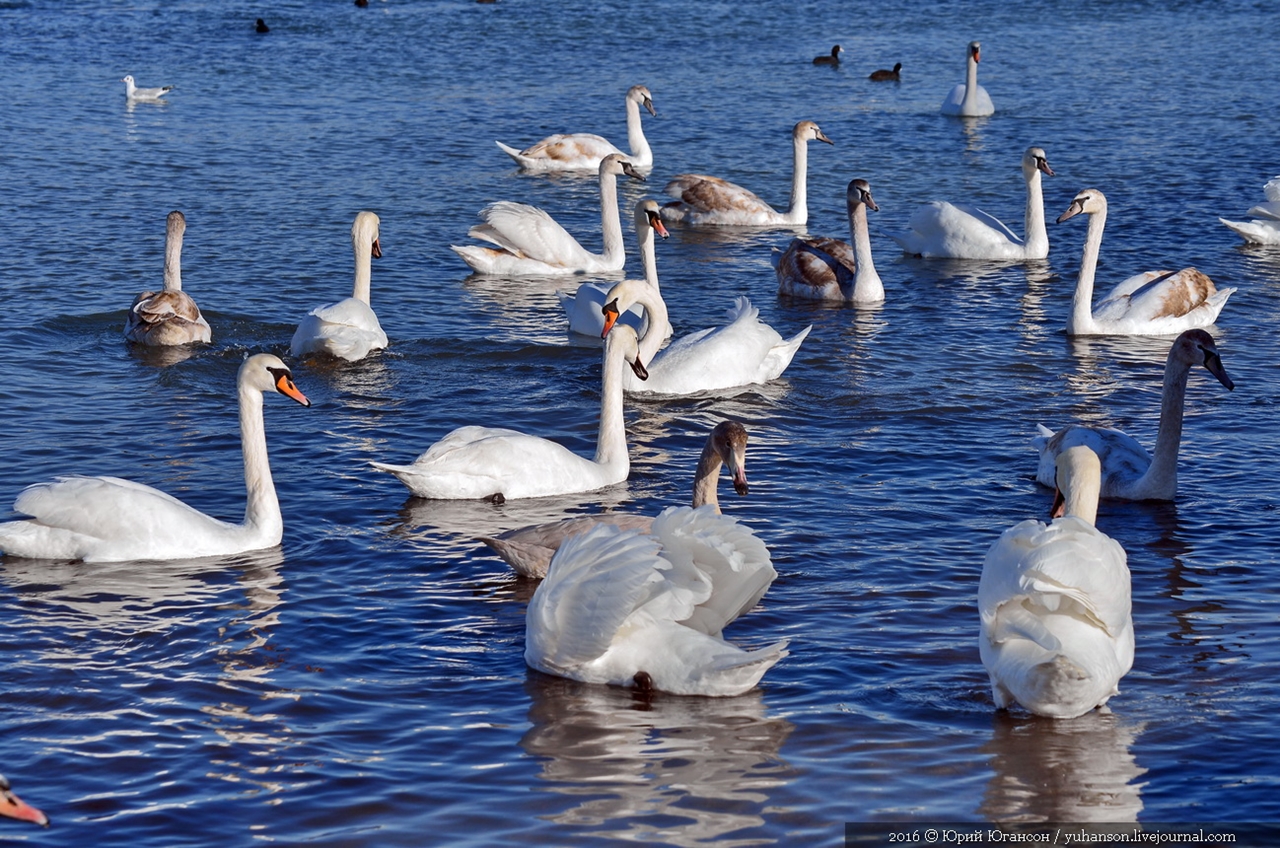 Swan song of Sevastopol 15
