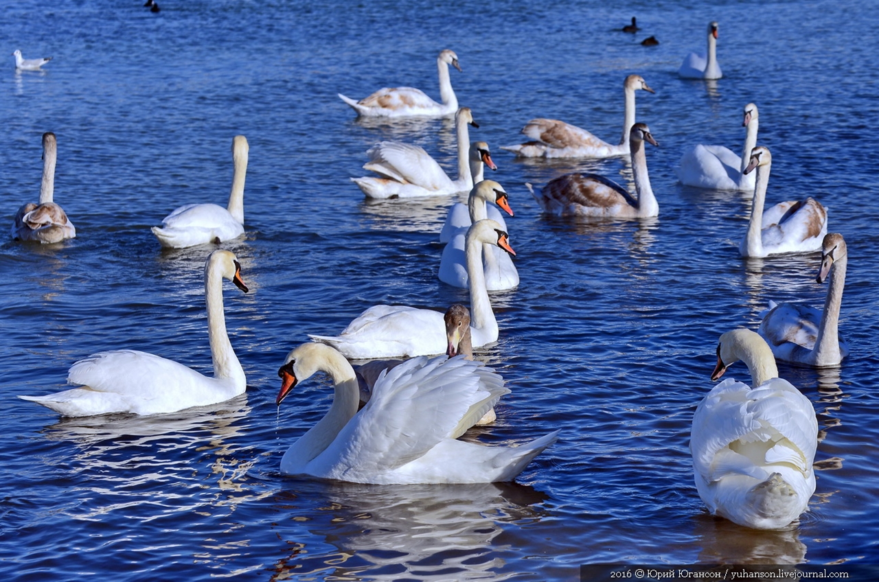 Swan song of Sevastopol 16