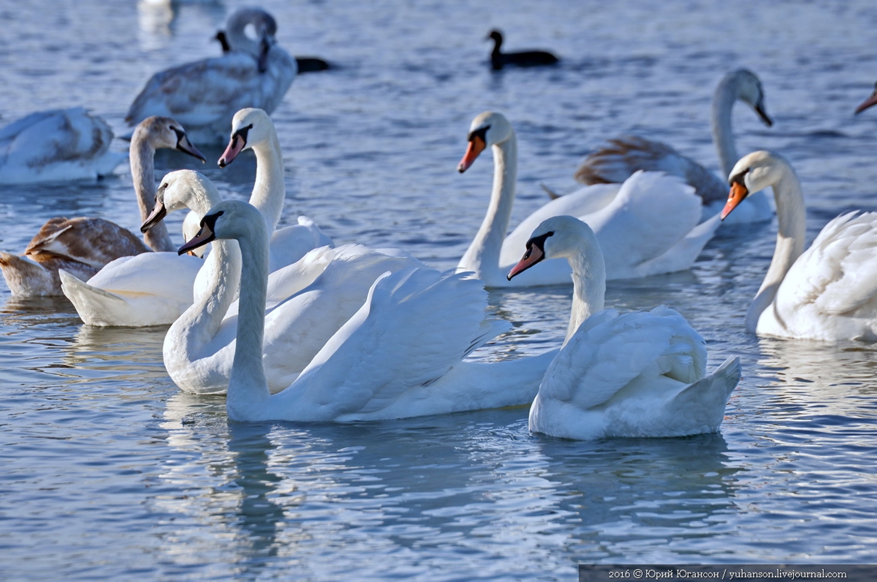 Swan song of Sevastopol 18