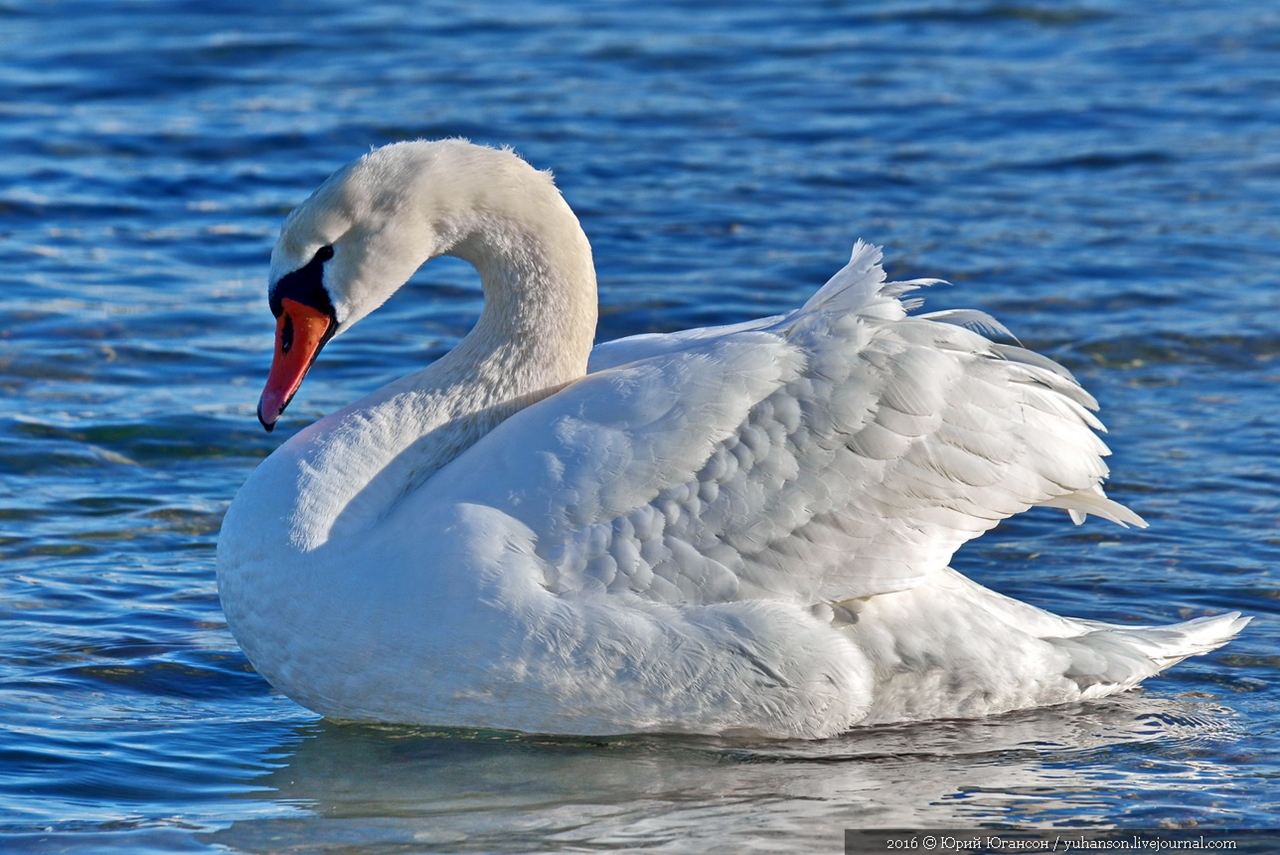 Swan song of Sevastopol 19