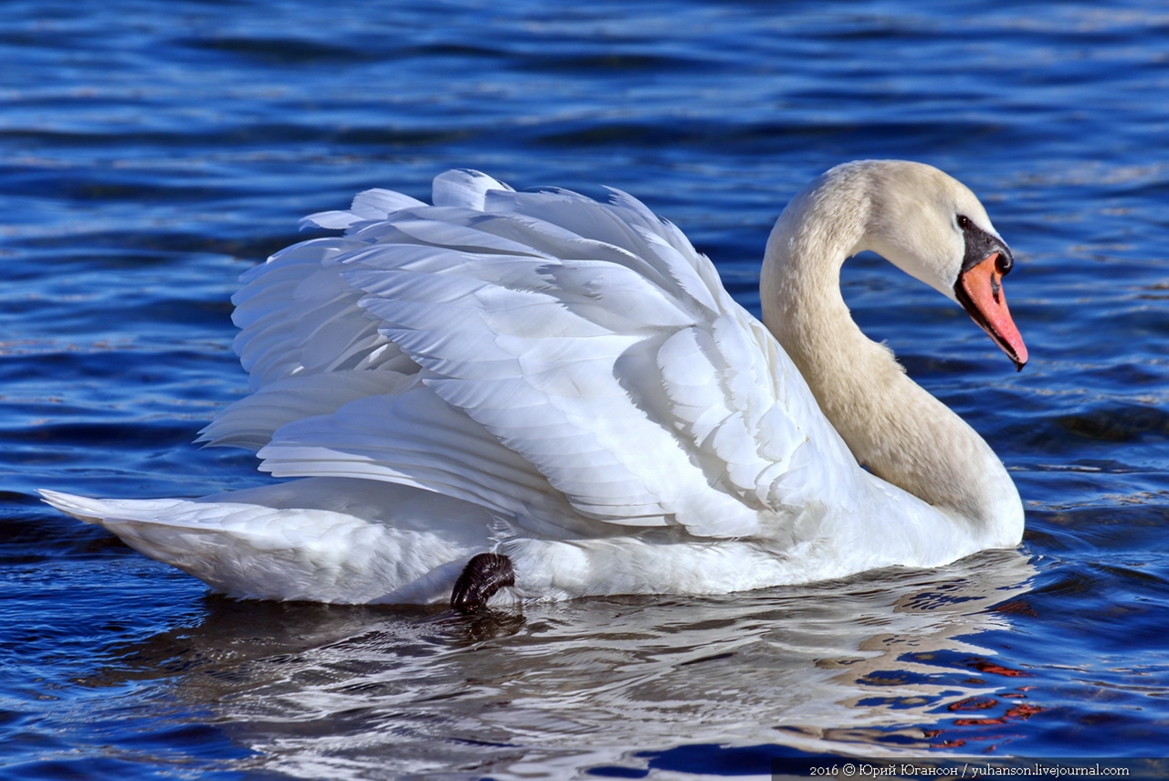 Swan song of Sevastopol 20