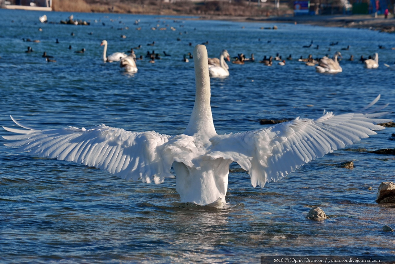 Swan song of Sevastopol 22
