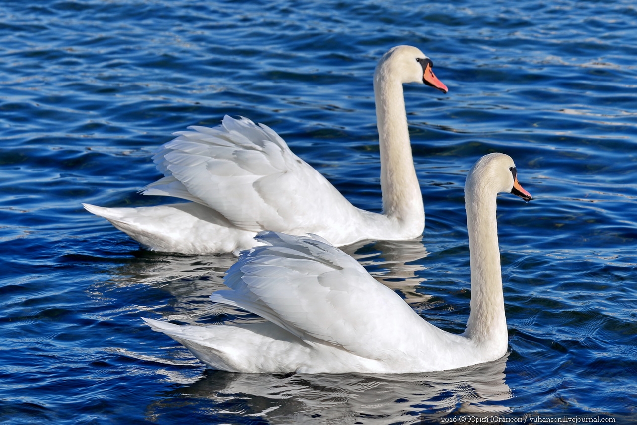 Swan song of Sevastopol 23