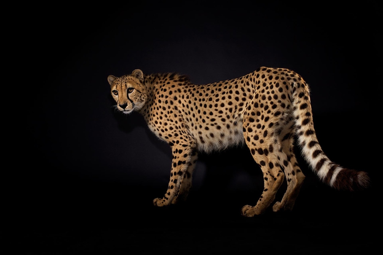 The beauty and grace of wild cats in photographs by Vincent J. Musi 01