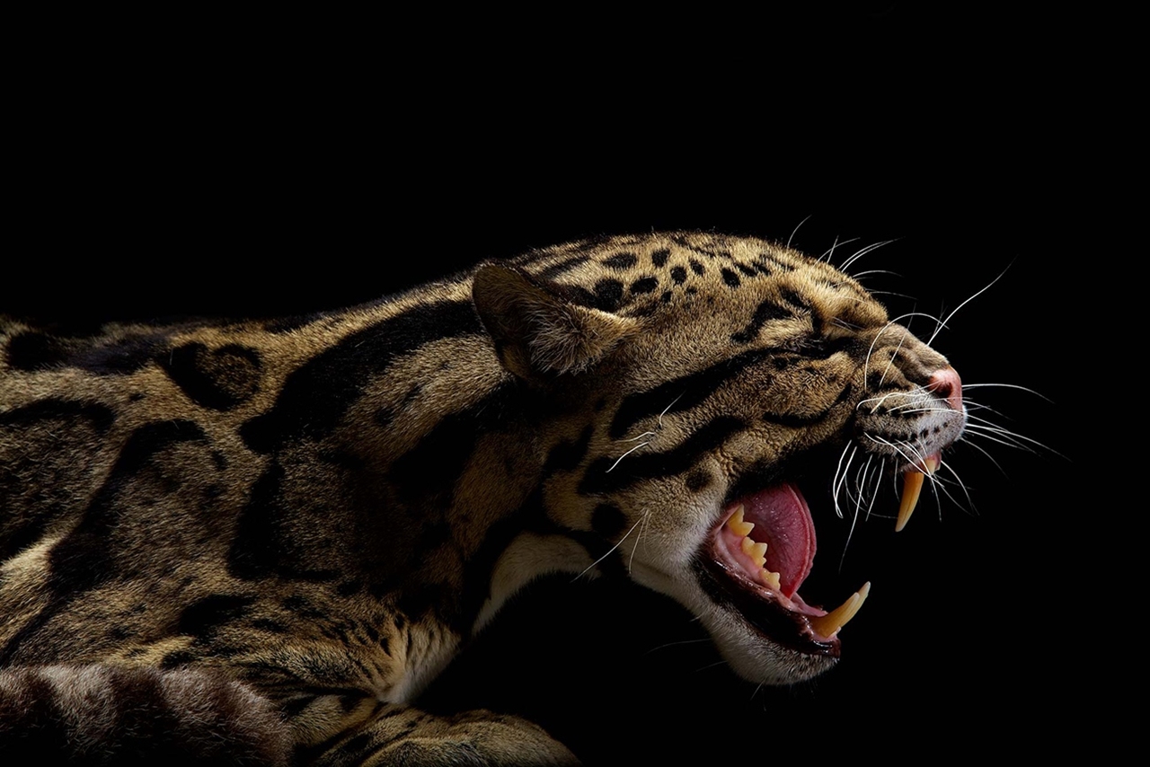 The beauty and grace of wild cats in photographs by Vincent J. Musi 05