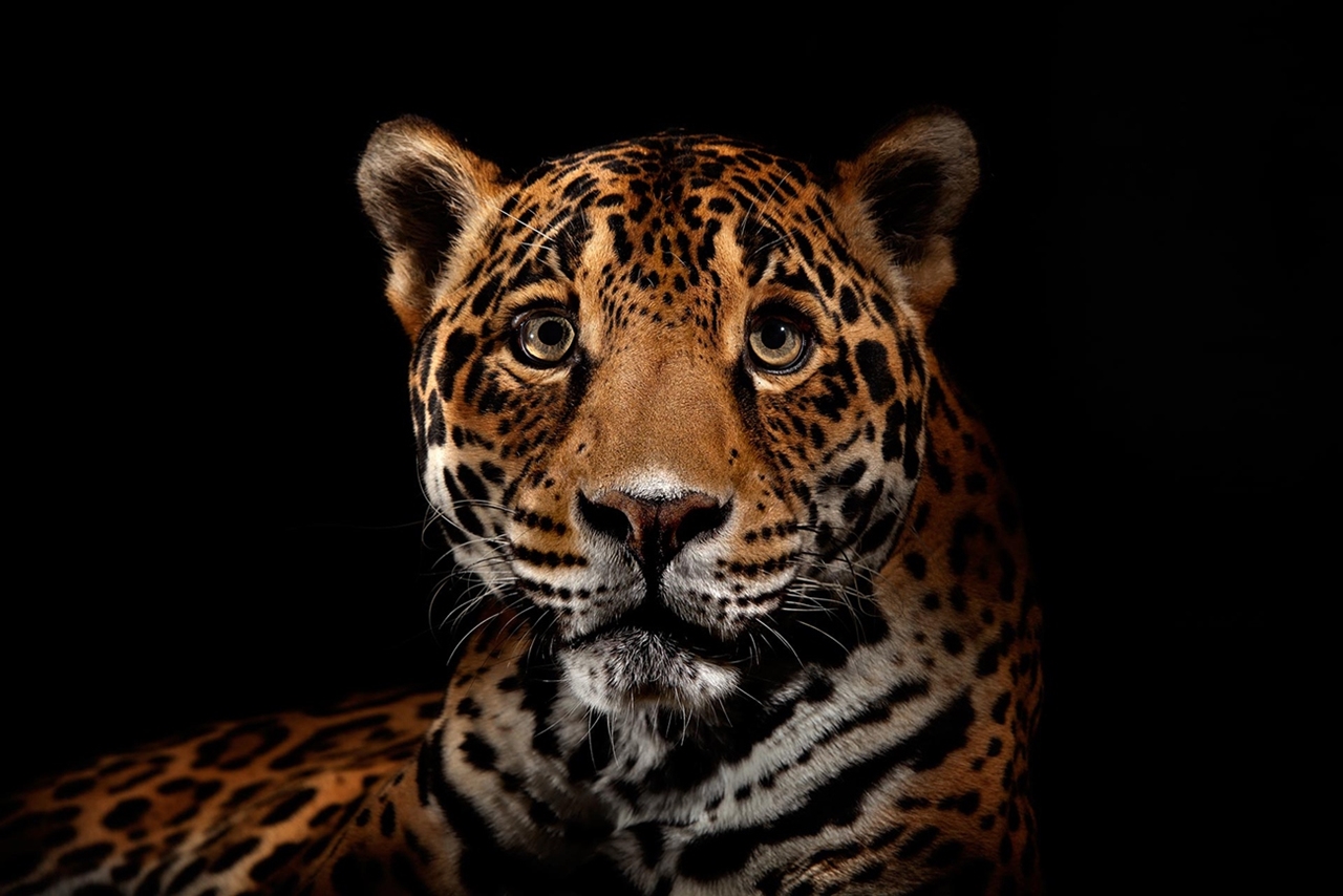 The beauty and grace of wild cats in photographs by Vincent J. Musi 14