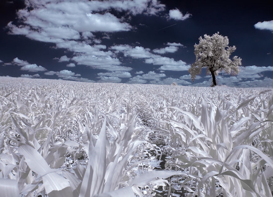 The majestic beauty of trees in infrared photography 10