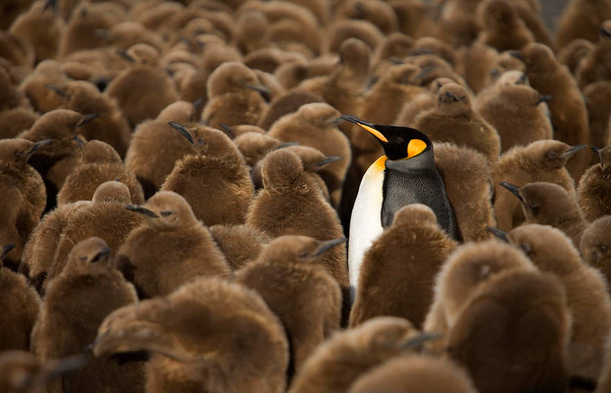 penguin-awareness-day-photography-05