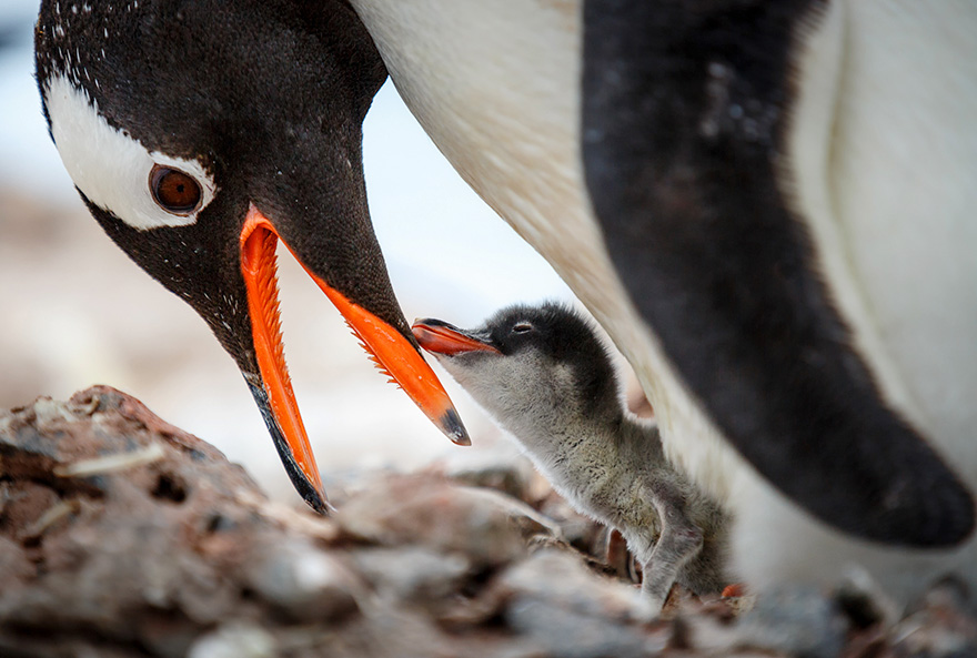 penguin-awareness-day-photography-11
