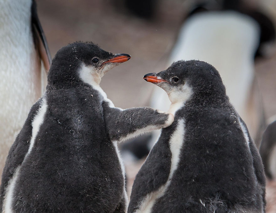 penguin-awareness-day-photography-17