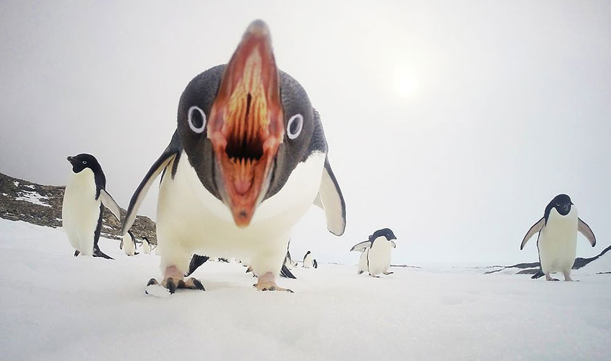 penguin-awareness-day-photography-21