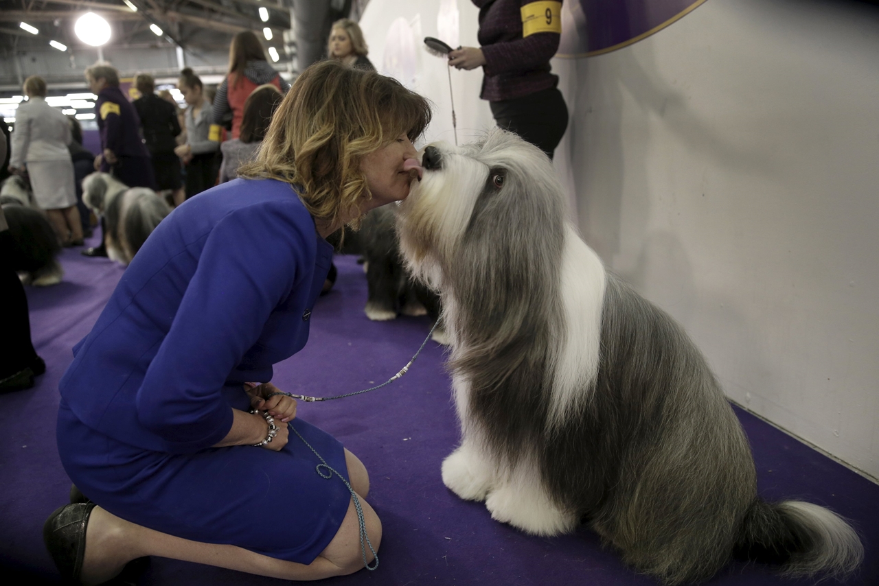 2016 Westminster Kennel Club Dog Show 10