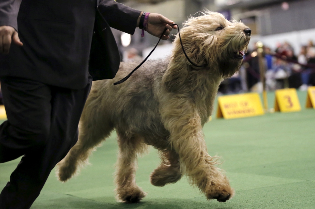 2016 Westminster Kennel Club Dog Show 14