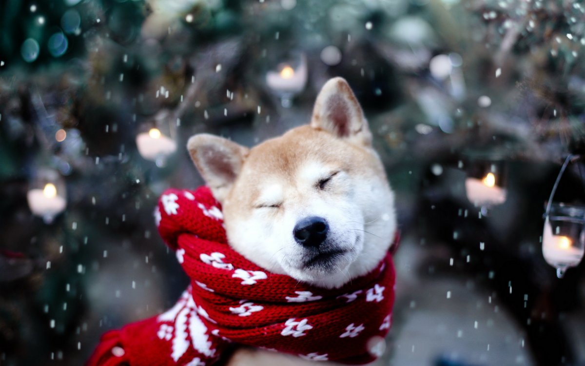 Funny and cute animals in winter 12