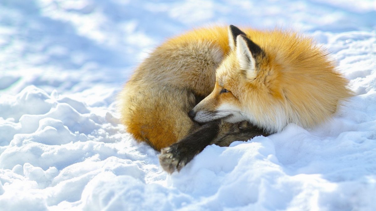Funny and cute animals in winter 13