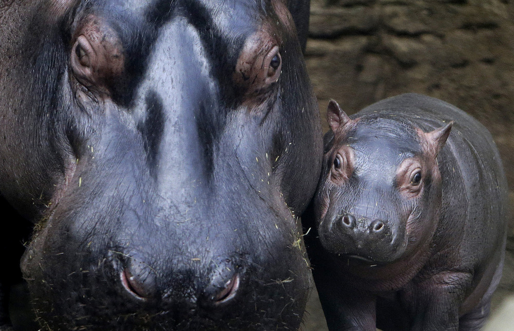 In the Prague zoo-born Hippo 02