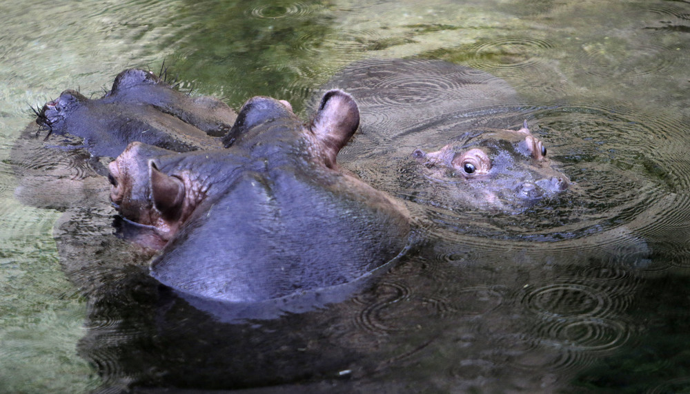 In the Prague zoo-born Hippo 03