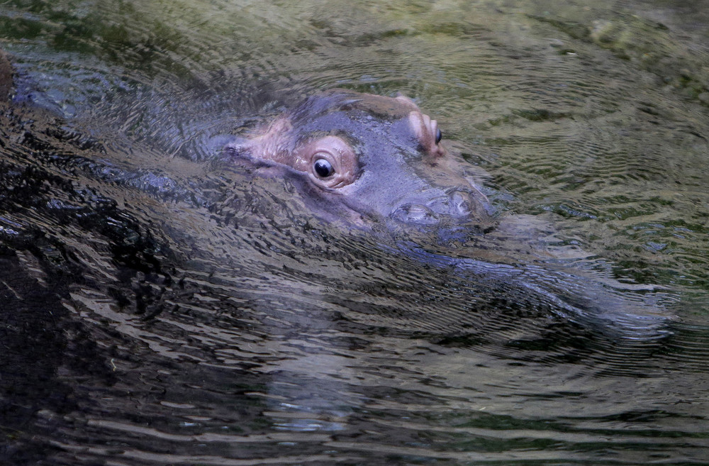 In the Prague zoo-born Hippo 07