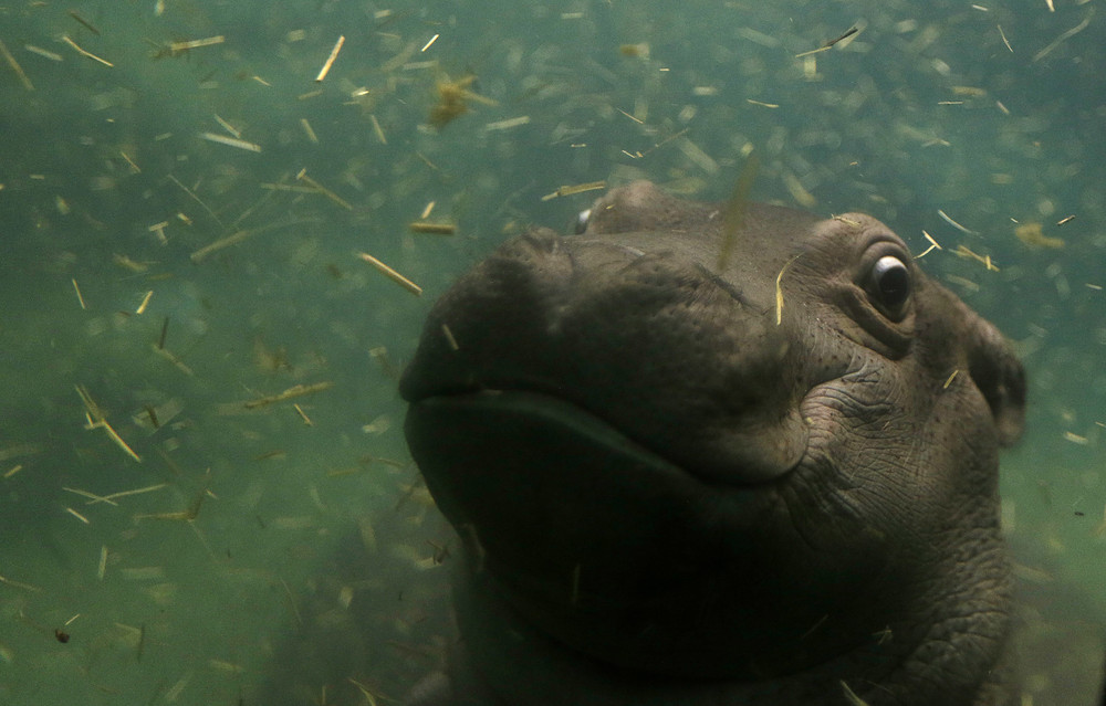 In the Prague zoo-born Hippo 12
