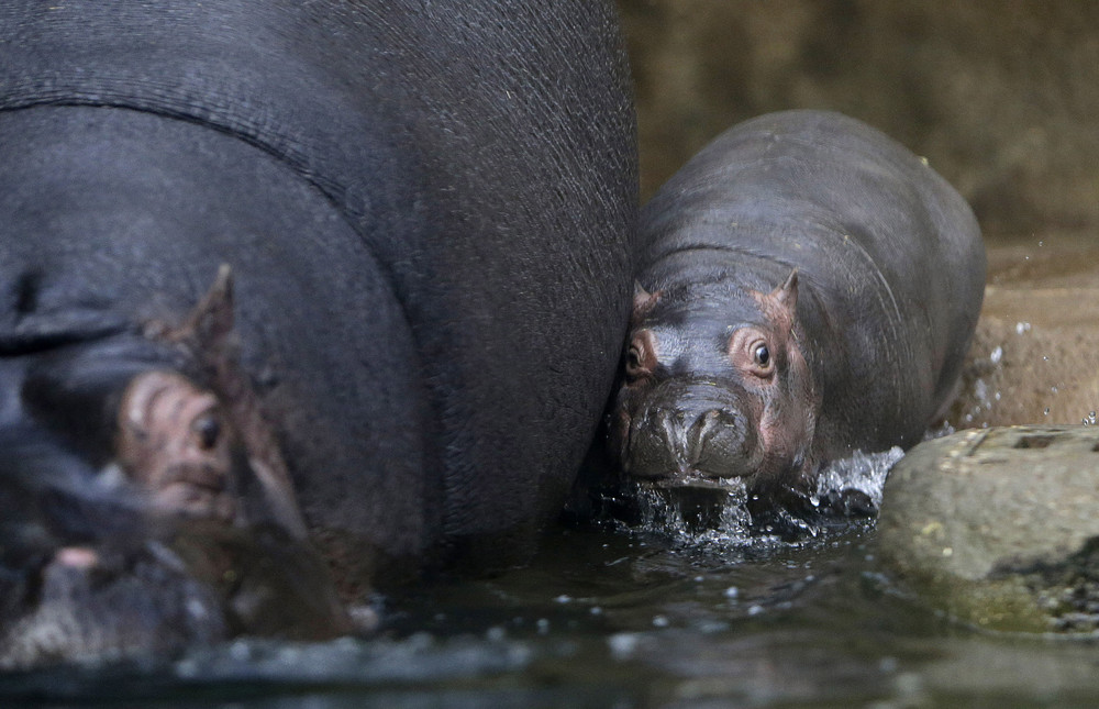 In the Prague zoo-born Hippo 13
