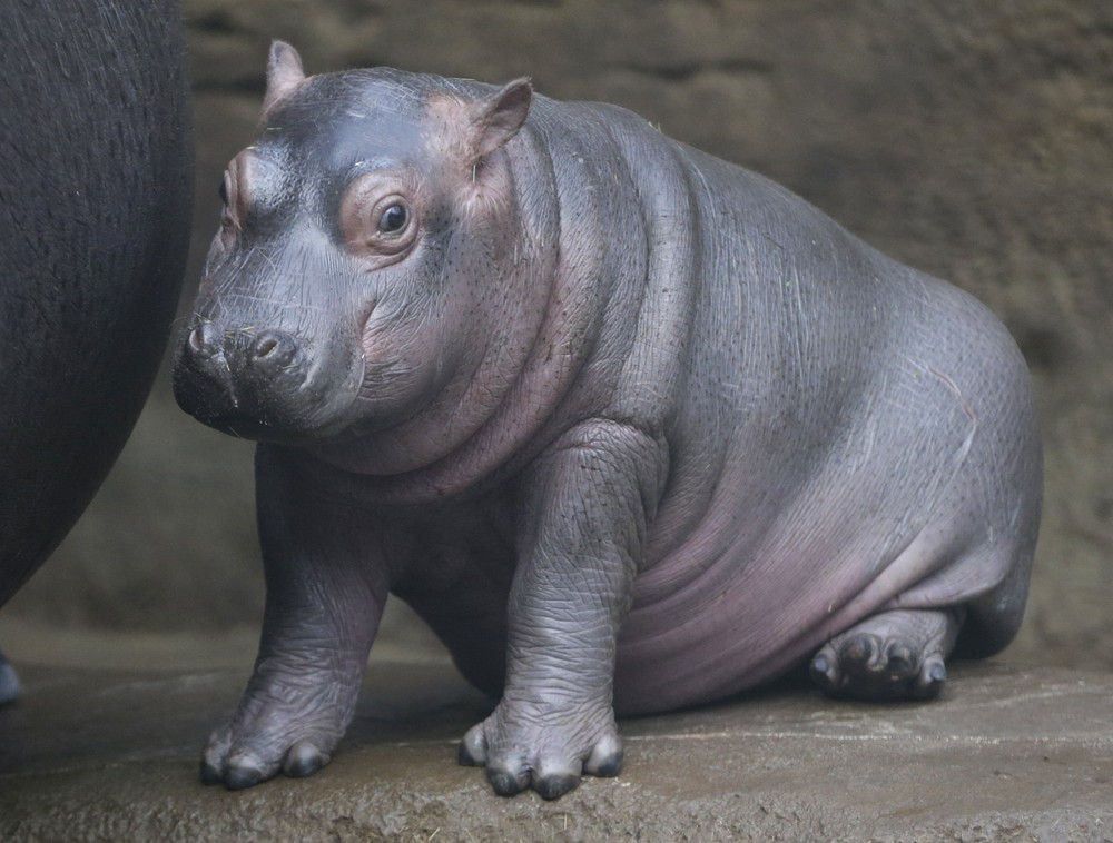 In the Prague zoo-born Hippo 14