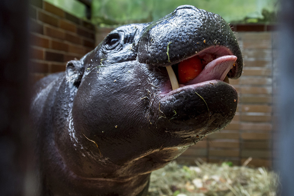 In the Prague zoo-born Hippo 15