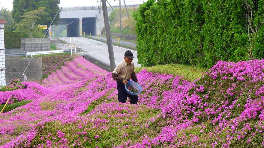 Loving husband for two years has planted thousands of flowers for his wife blinded 08