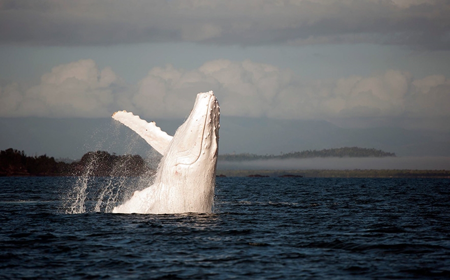 Majestic photos of whales 05