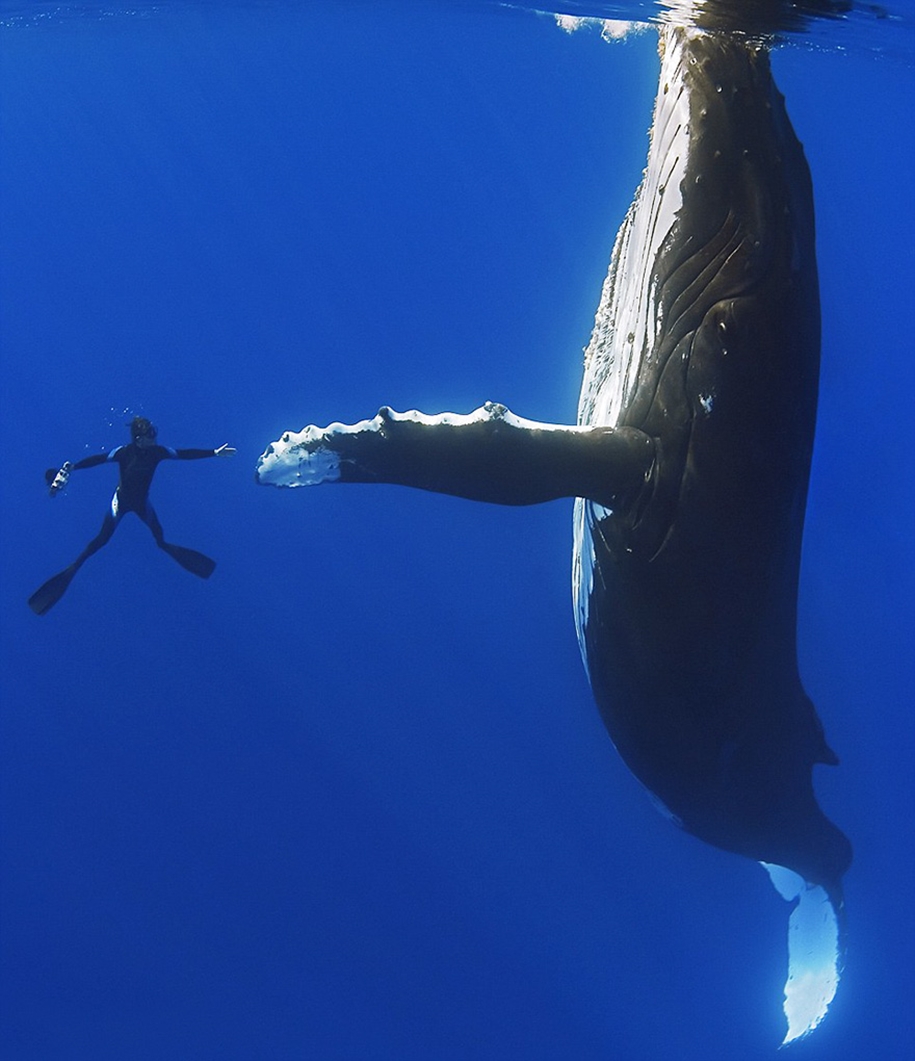 Majestic photos of whales 06