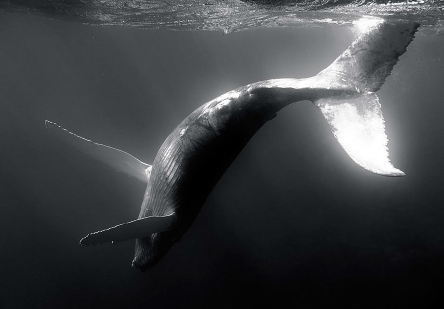 Majestic photos of whales 08