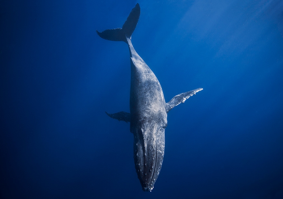 Majestic photos of whales 10