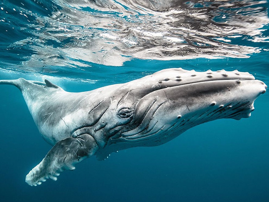 Majestic photos of whales 13