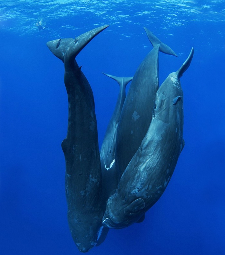 Majestic photos of whales 22