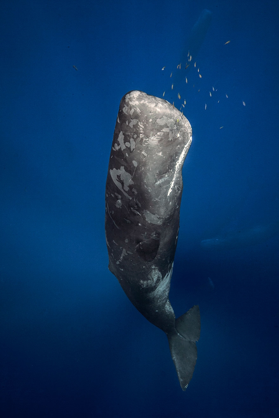Majestic photos of whales 23
