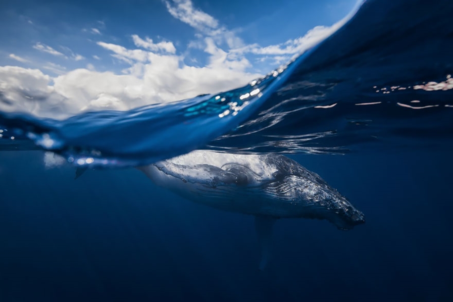 Majestic photos of whales 28