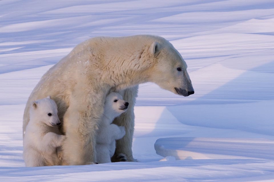Photo hunting on polar bears took 117 hours in 50-degree frost 03