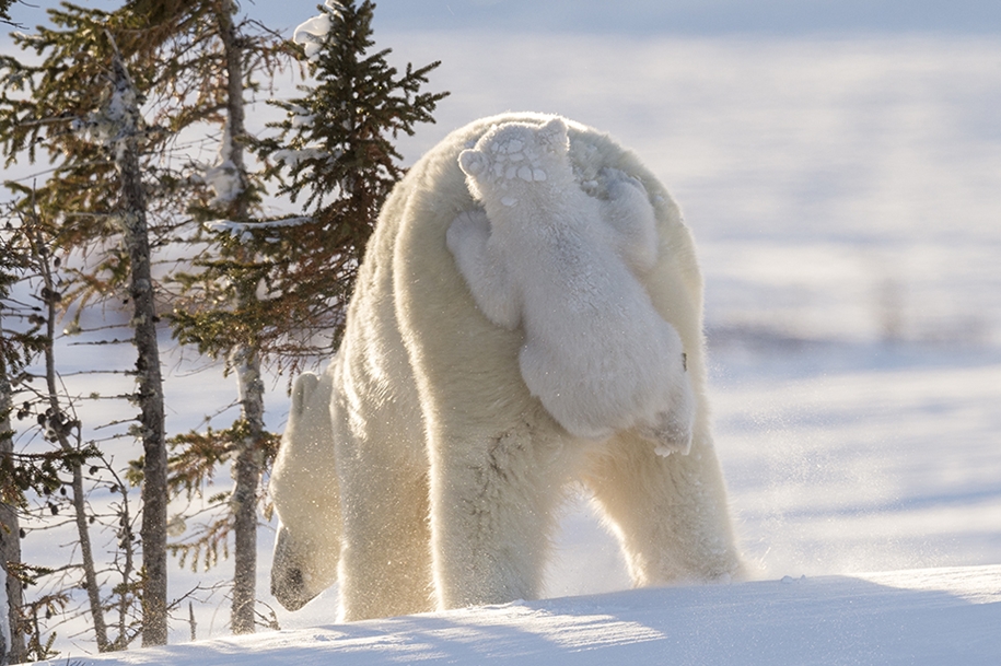 Photo hunting on polar bears took 117 hours in 50-degree frost 14