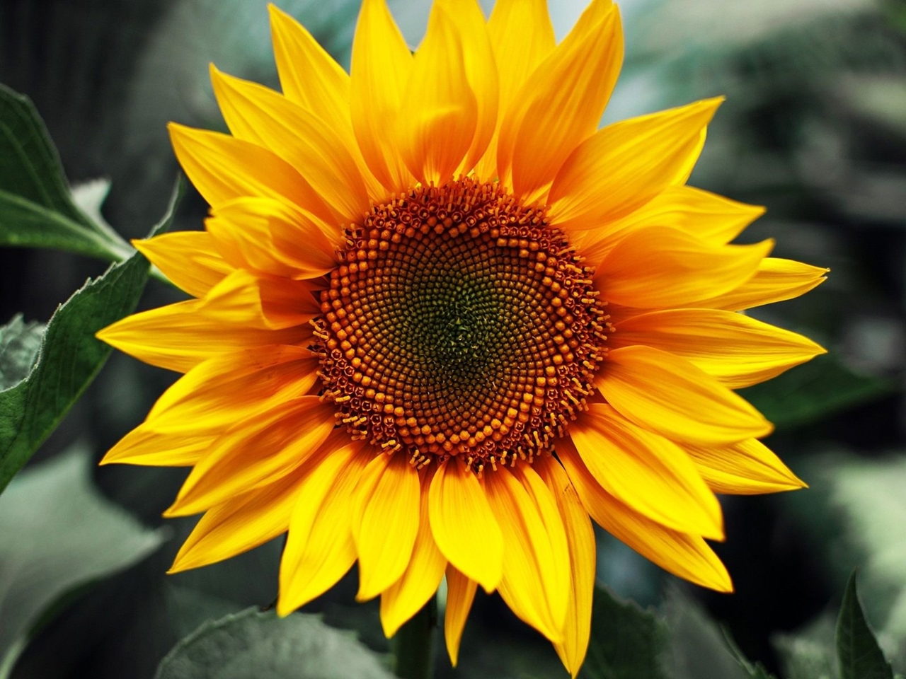 Photos of sunflowers 02