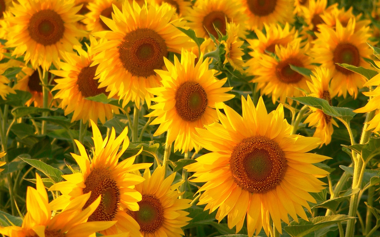 Photos of sunflowers 03