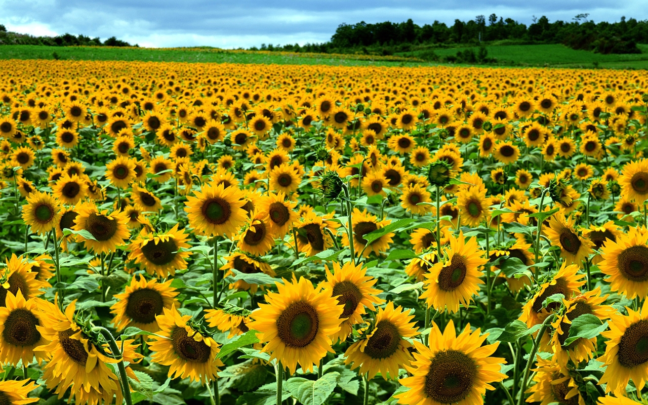 Photos of sunflowers 04
