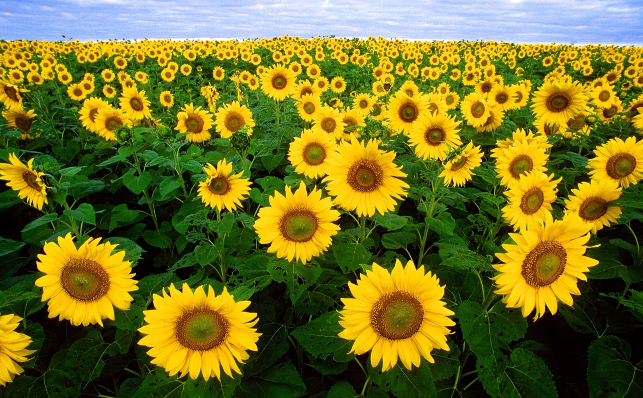 Photos of sunflowers 06