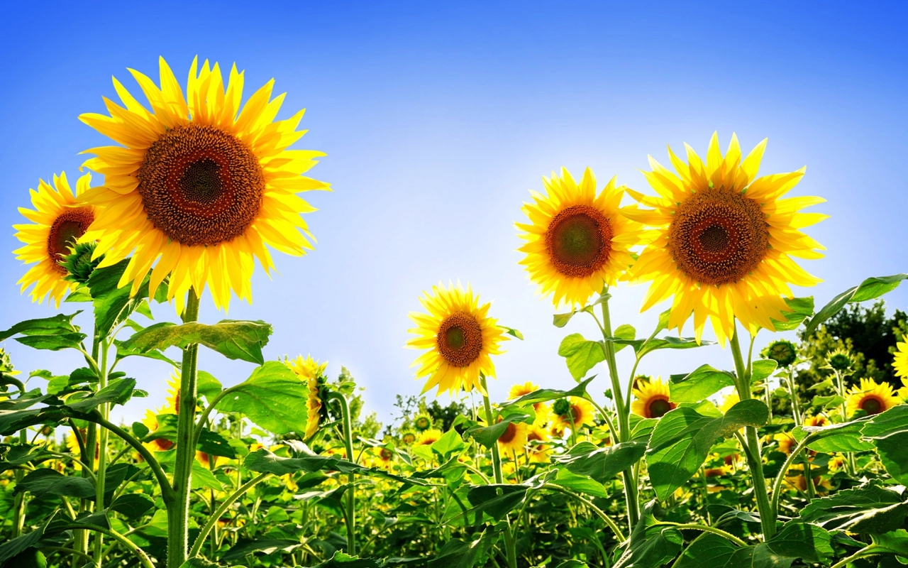 Photos of sunflowers 10