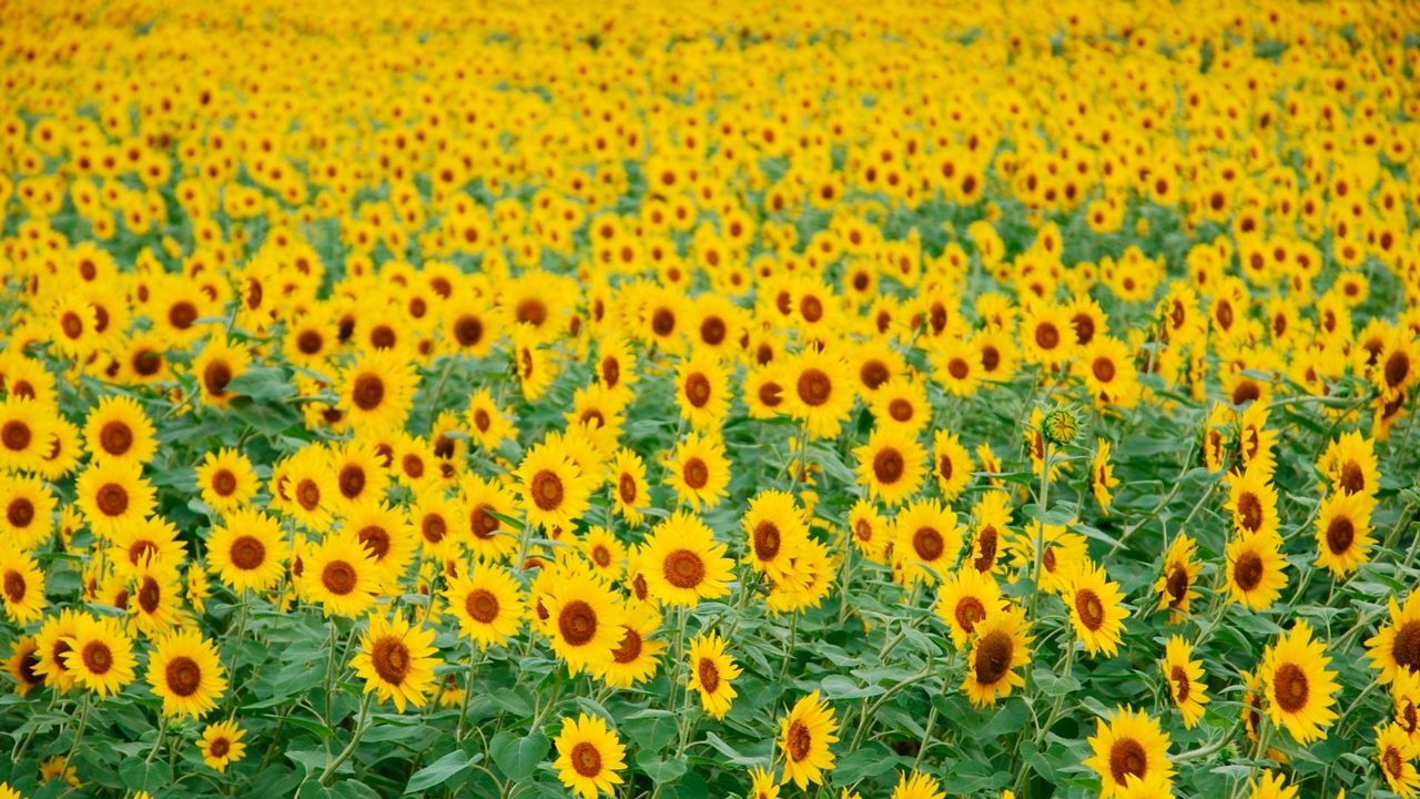 Photos of sunflowers 11
